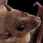 Image result for Cute Bat Face Drawing