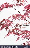 Image result for Japanese Maple Tree Drawing