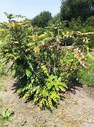 Image result for Mahonia bealei