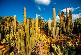 Image result for Cactus Plants in Desert Senegal