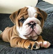 Image result for Cute Dogs Bulldog