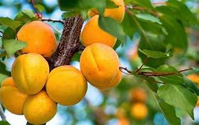 Image result for albercoquero