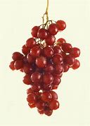 Image result for Growing Table Grapes
