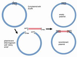 Image result for Recombination Mechanism