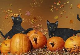 Image result for Halloween Cat Desktop