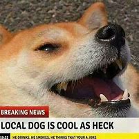 Image result for Heckin Doggo Meme