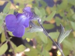Image result for Salvia microphylla Christine Yeo