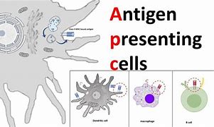 Image result for Apc Cells. Examples