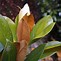 Image result for Magnolia grandiflora Galissonnière