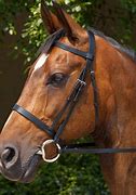 Image result for Bridle Pick Up by Him