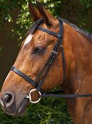 Image result for Horse Bridle