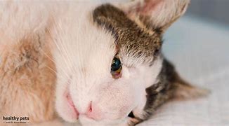 Image result for Cat Cancer