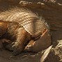 Image result for Armadillo Sleeping