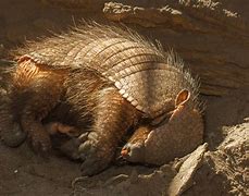 Image result for Armadillo Burrow