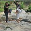 Image result for Malay Silat