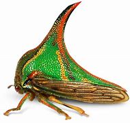 Image result for Thorn Insect