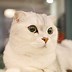 Image result for English Fold Cat