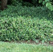 Image result for Vaccinium vitis-idaea Red Pearl