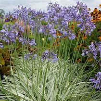 Image result for Agapanthus Silver Moon
