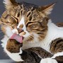 Image result for Cats Grooming Themselves
