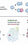 Image result for Antibiotic Resistance