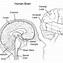 Image result for The Brain Cartoon Charator Coloring Sheet