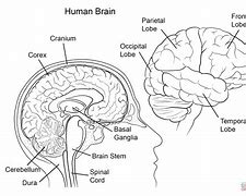 Image result for Cover the Mind and the Brain