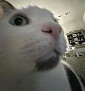 Image result for cats shock faces memes generators