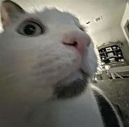 Image result for Shocked Cat Emohi Meme