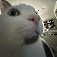 Image result for Cat with Big Eyes Amazed Meme