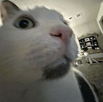 Image result for Cat Meme Face