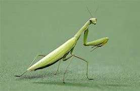 Image result for A Picture of a Praying Mantis