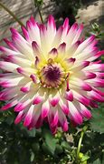 Image result for Dahlia Hayley Jane