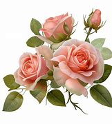 Image result for iPhone 13 Rose PNG