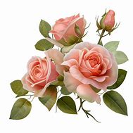 Image result for Rose Pink iPhone 8 PNG