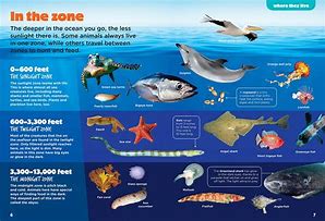 Image result for Marine Animals Adaptation