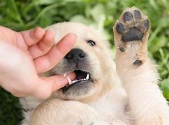 Image result for Puppy Biting
