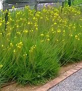 Image result for Bulbine frutescens (Yellow)