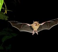 Image result for fruits bats fly
