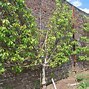 Image result for Espalier Pear Tree