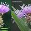 Image result for centaurea_jacea