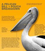 Image result for Pelican Anatomy