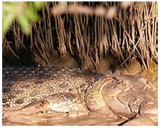 Image result for Saltwater Crocodile Adaptations