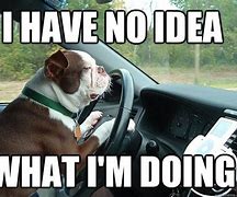 Image result for Dog Driving Meme