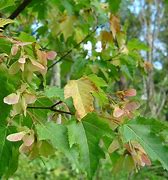 Image result for Acer Ginnala Seedling