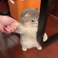 Image result for Cat at Table Meme