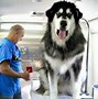 Image result for The Biggest Dog in the Whole World