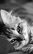 Image result for Blusshing Cat