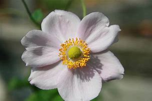 Afbeeldingsresultaten voor Anemone hybrida Richard Ahrens