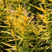 Taxus baccata Kupfergold 的图像结果